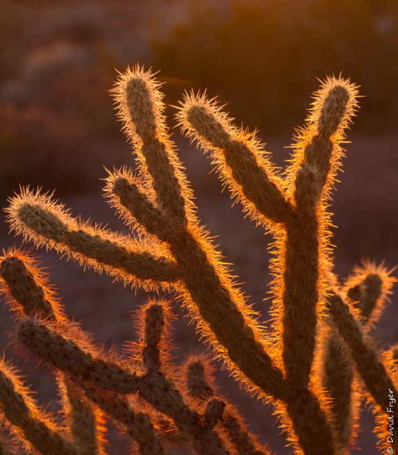 Kofa NWR February 2020-91