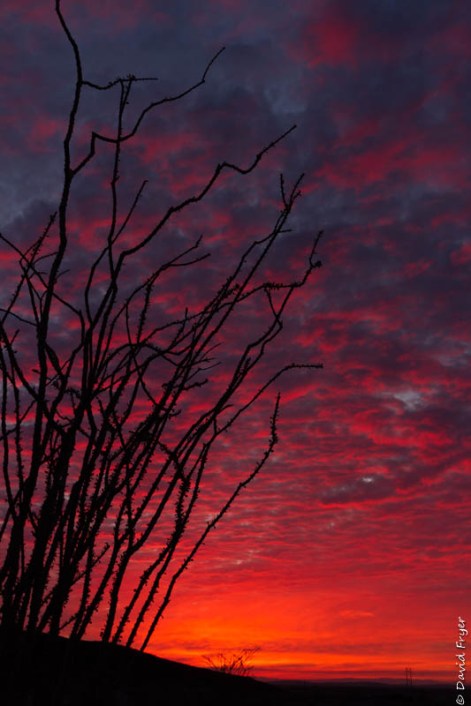 Ogilby Road Winterhaven CA February 2020-137