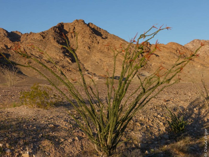 Ogilby Road Winterhaven CA February 2020-52