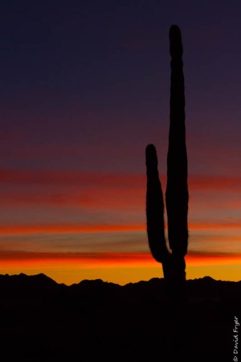 Quartzsite AZ January February 2020-38