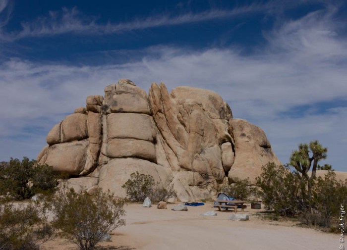 Josuha Tree NP March 2020-13