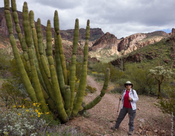 Organ Pipe Cactus NM March 2020-165