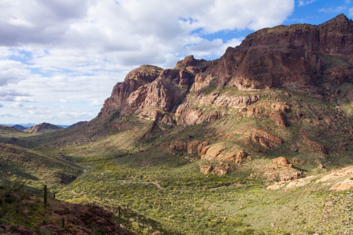 Organ Pipe Cactus NM March 2020-200