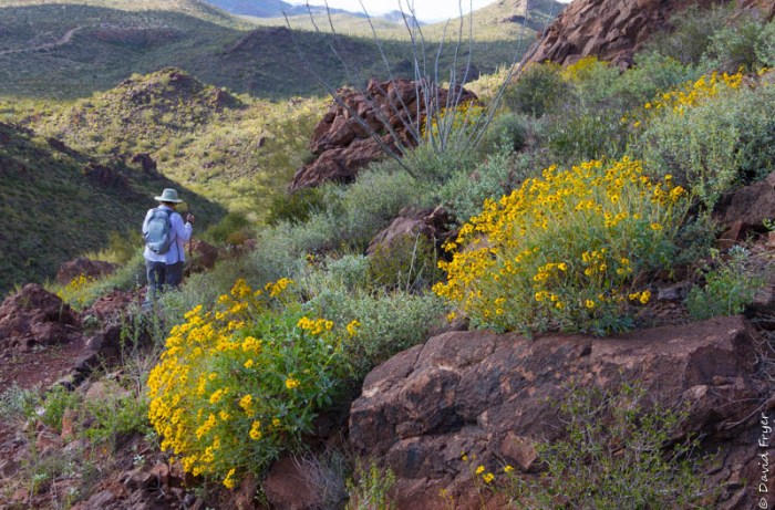 Organ Pipe Cactus NM March 2020-248