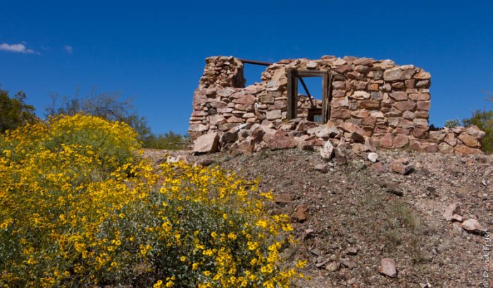 Organ Pipe Cactus NM March 2020-311