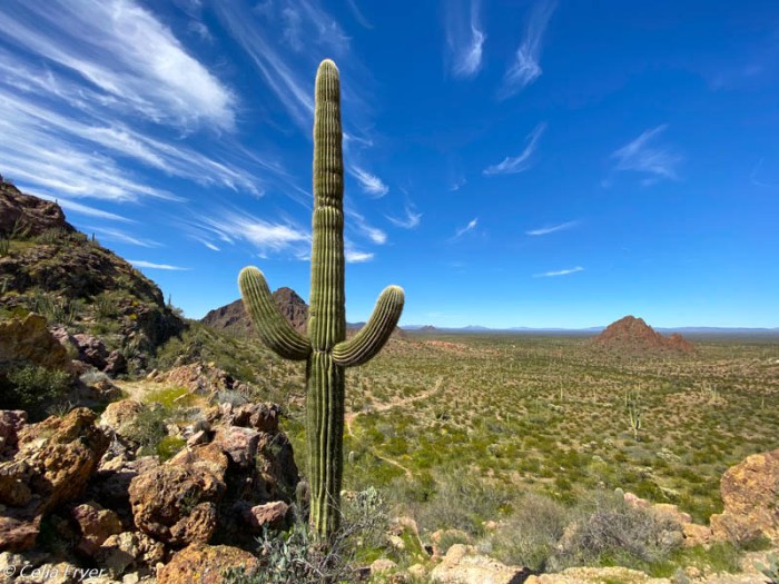 Organ Pipe National Monument March 2020-3