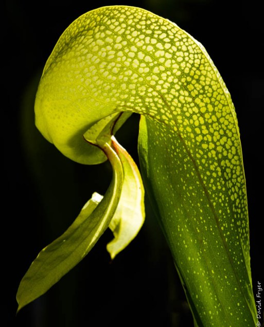 Florence OR July 2020-12