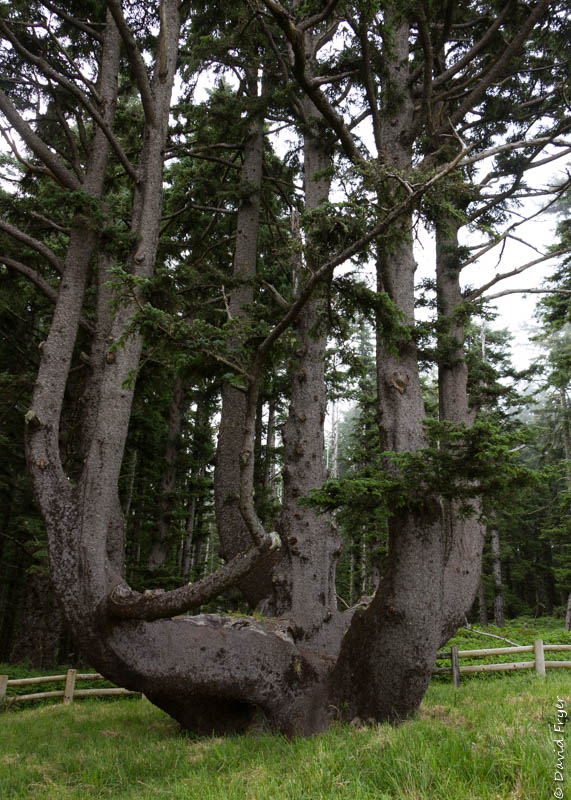 Tillamook OR July 2020-61