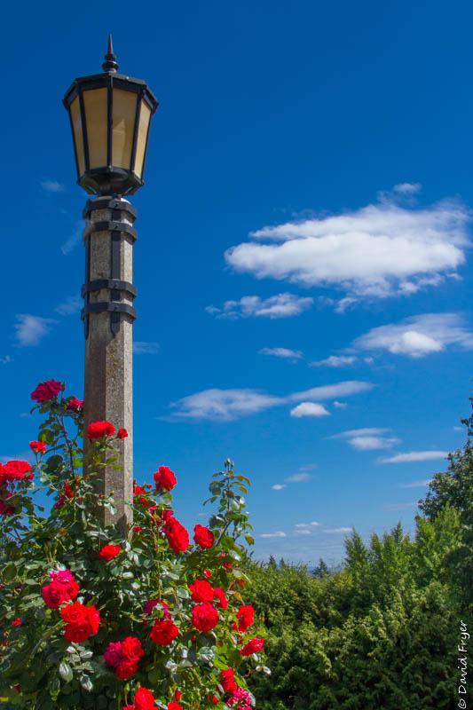 Portland City of Roses 2020-37