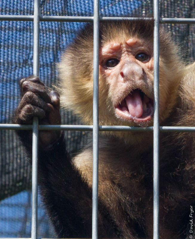 Monkeying Around in Florida – Piddlin' Around